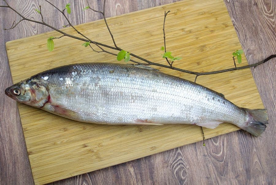 Омуль якутский. Морской омуль. Омуль морской Арктический. Белый омуль рыба.